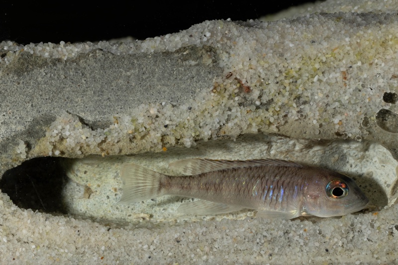 Lamprologus laparogramma 'Namansi'